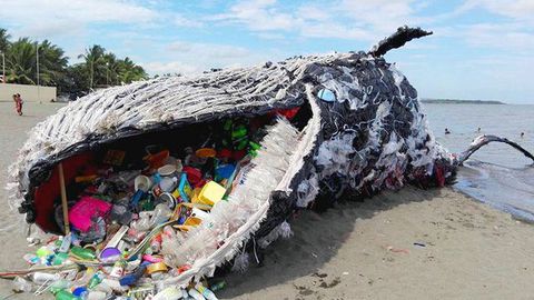 Giant whale dies miserably because of swallowing too much trash